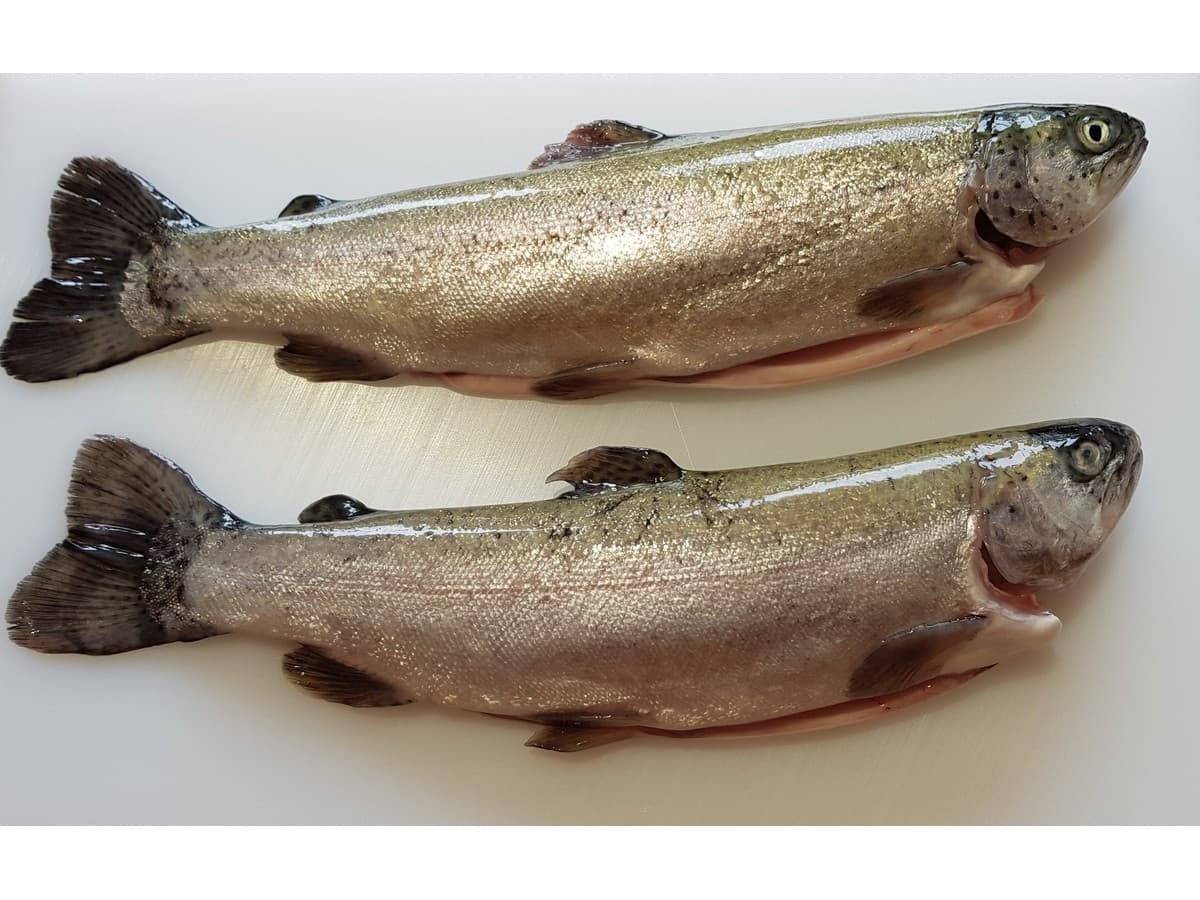 Dressed Trout