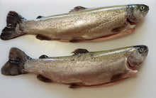 Load image into Gallery viewer, Dressed trout
